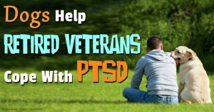 Therapy Dogs for Military Veterans with PTSD